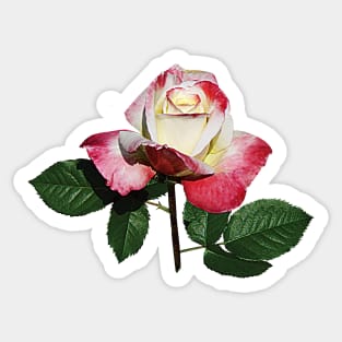 Roses - Rosebud Summer Fashion Sticker